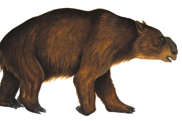 Diprotodon optatum