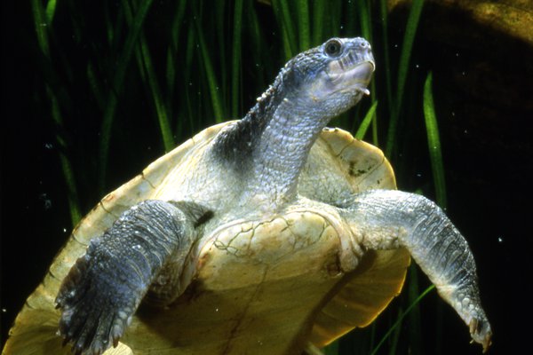 Mary River Turtle, Elusor macrurus