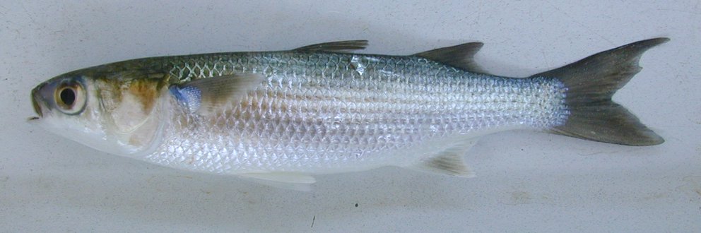 Sea Mullet, Mugil cephalus