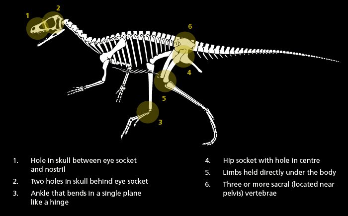 Eoraptor diagram