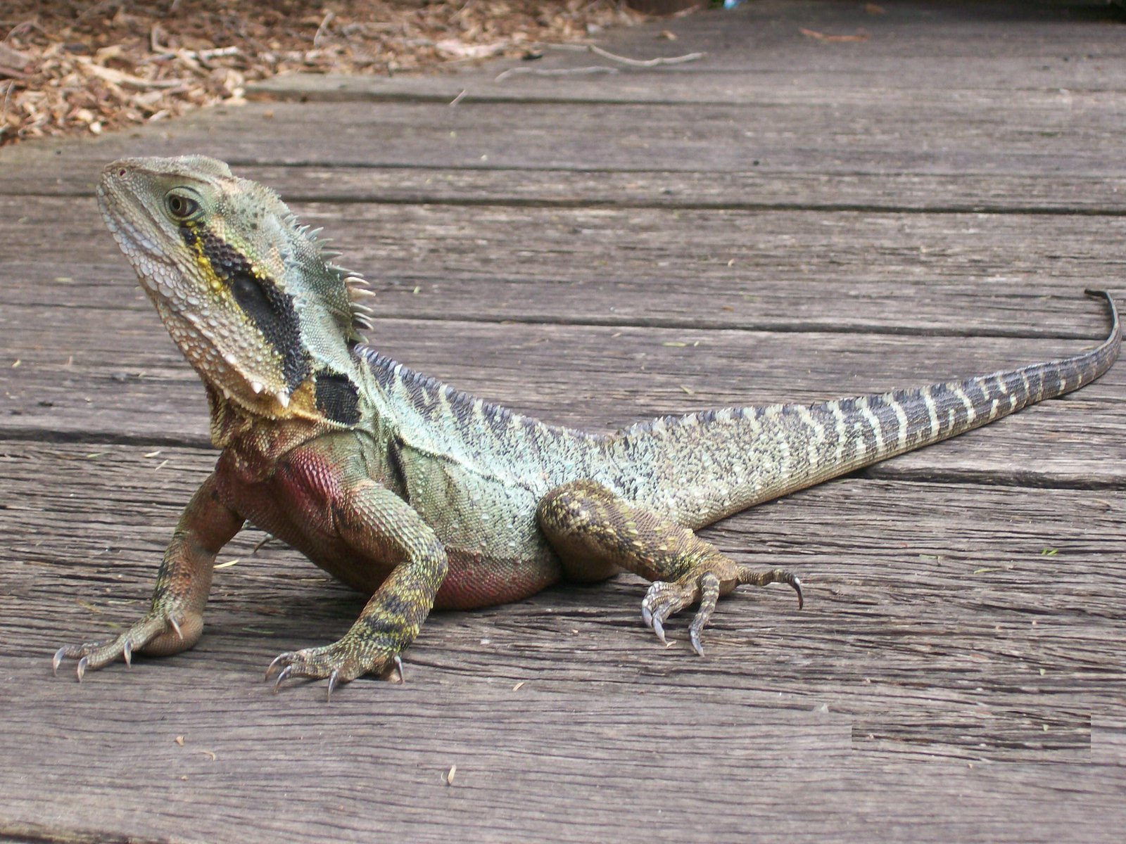 Male Eastern Water Dragon, Intellagama lesueurii lesueurii