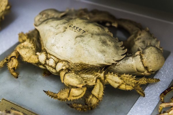 Marine Invertebrates Collection Area 2018