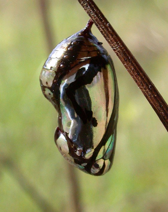 Chrysalis (pupa) of Common Crow or Oleander Butterfly, Euploea core.