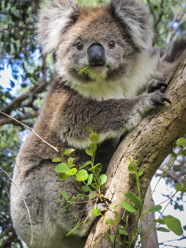 Wild Australian Koala