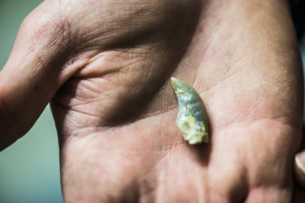 Opalised velociraptor tooth