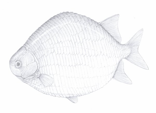 Illustration of cleithrolepis granulata