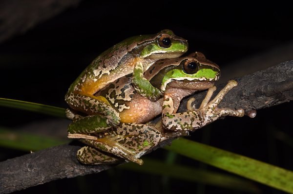 Litoria subglandulosa, Warra NP