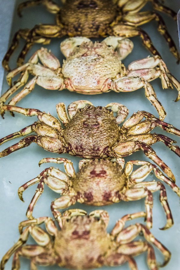 Marine Invertebrates Collection Area 2018