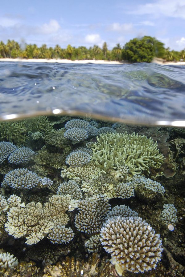 Acropora at Rongelap Atoll