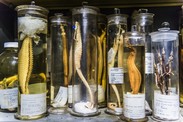 Ichthyology Collection Area 2018