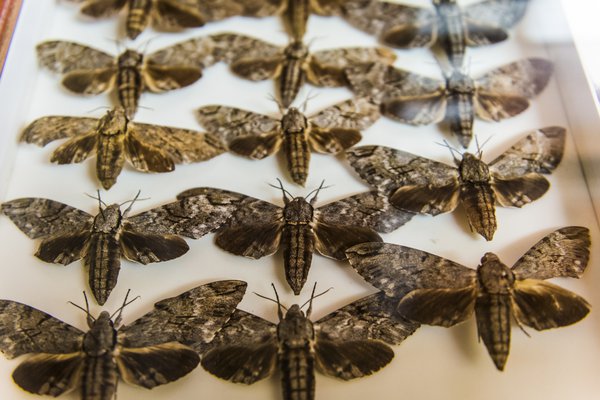 Entomology Collection Area 2018