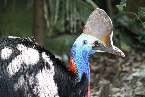 Southern Cassowary