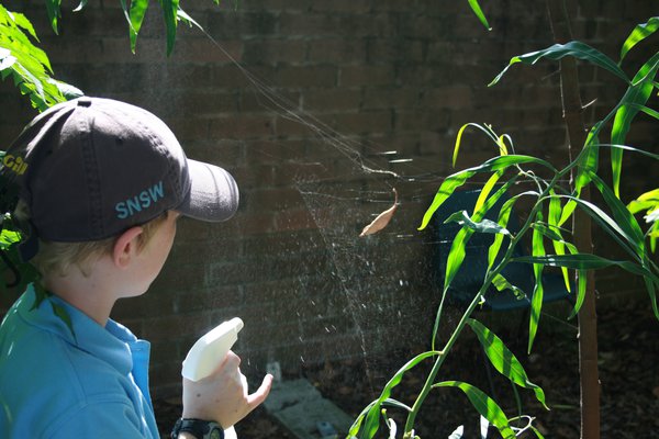 spraying leaf curl spider in Web2spider workshop spraying a leaf curl spider web