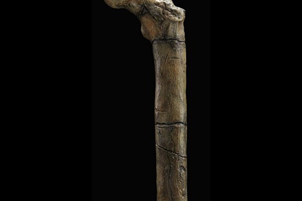 Partial femur (BAR1002) of Orrorin tugenensis