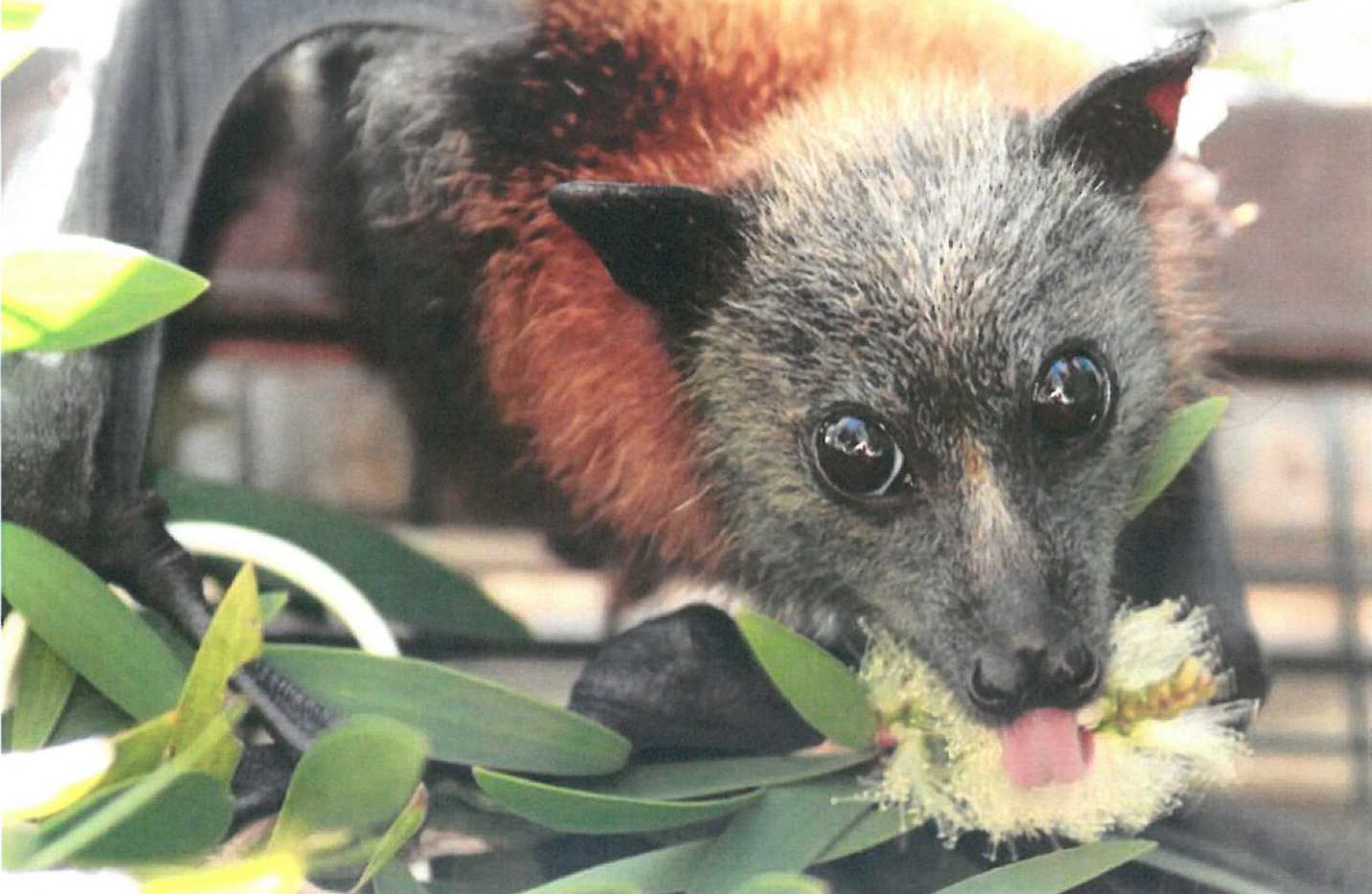 Grey-headed flying-fox