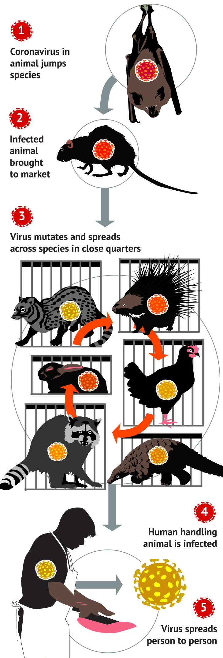 How animal viruses get into humans