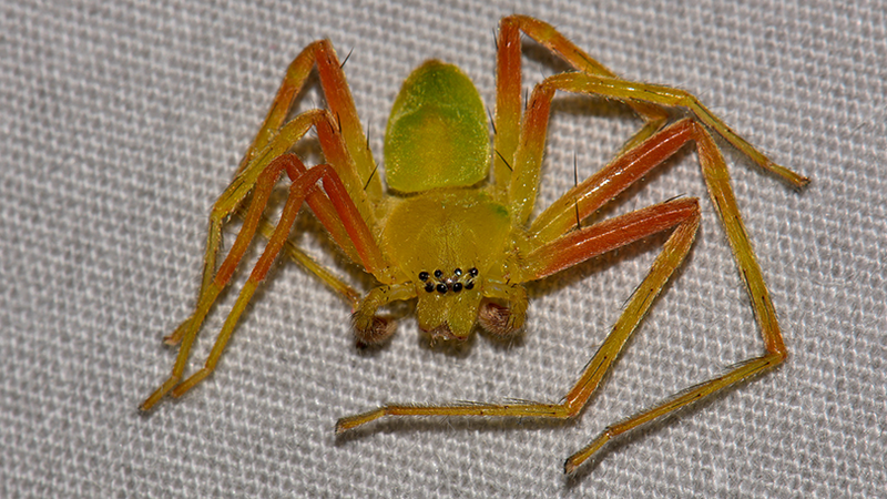 Spider identification photo